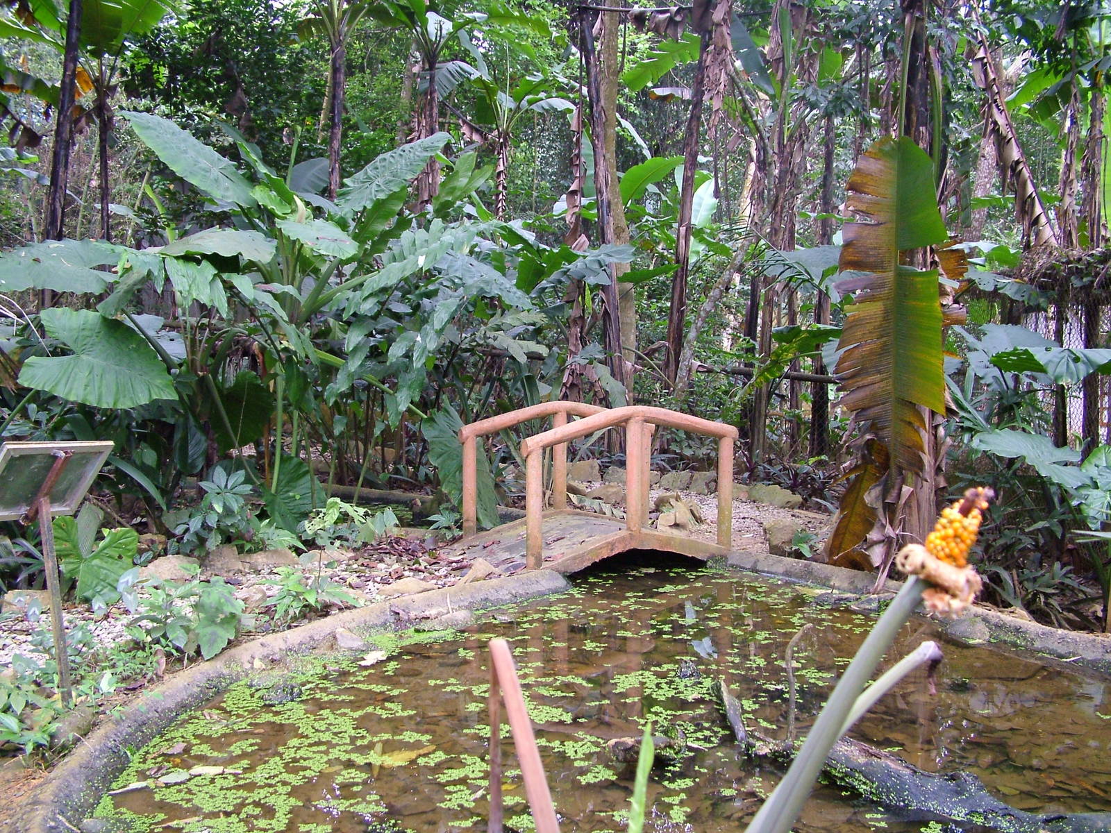 Turtle Walk-through at the Turtle Centre, Cuc Phuong, 10/03/12