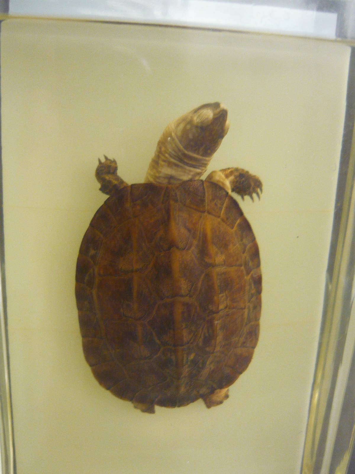 Turtle wet specimen