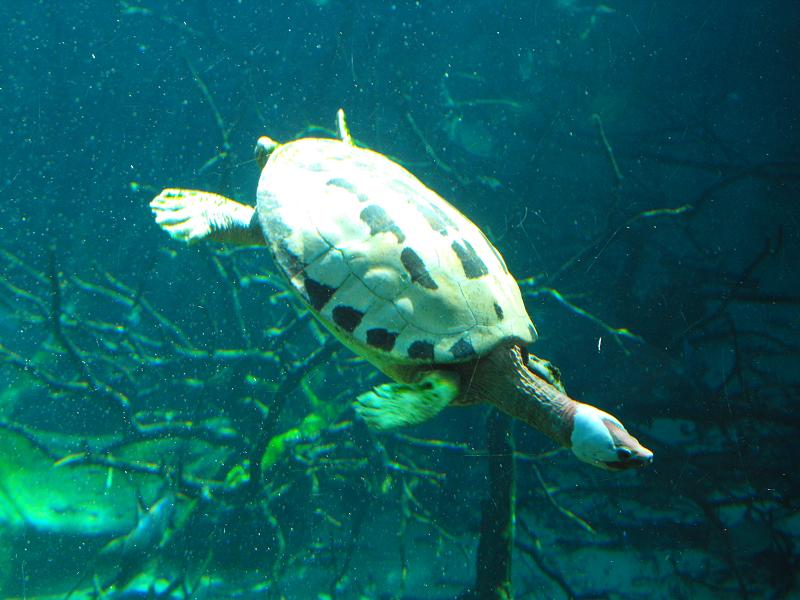 Turtle