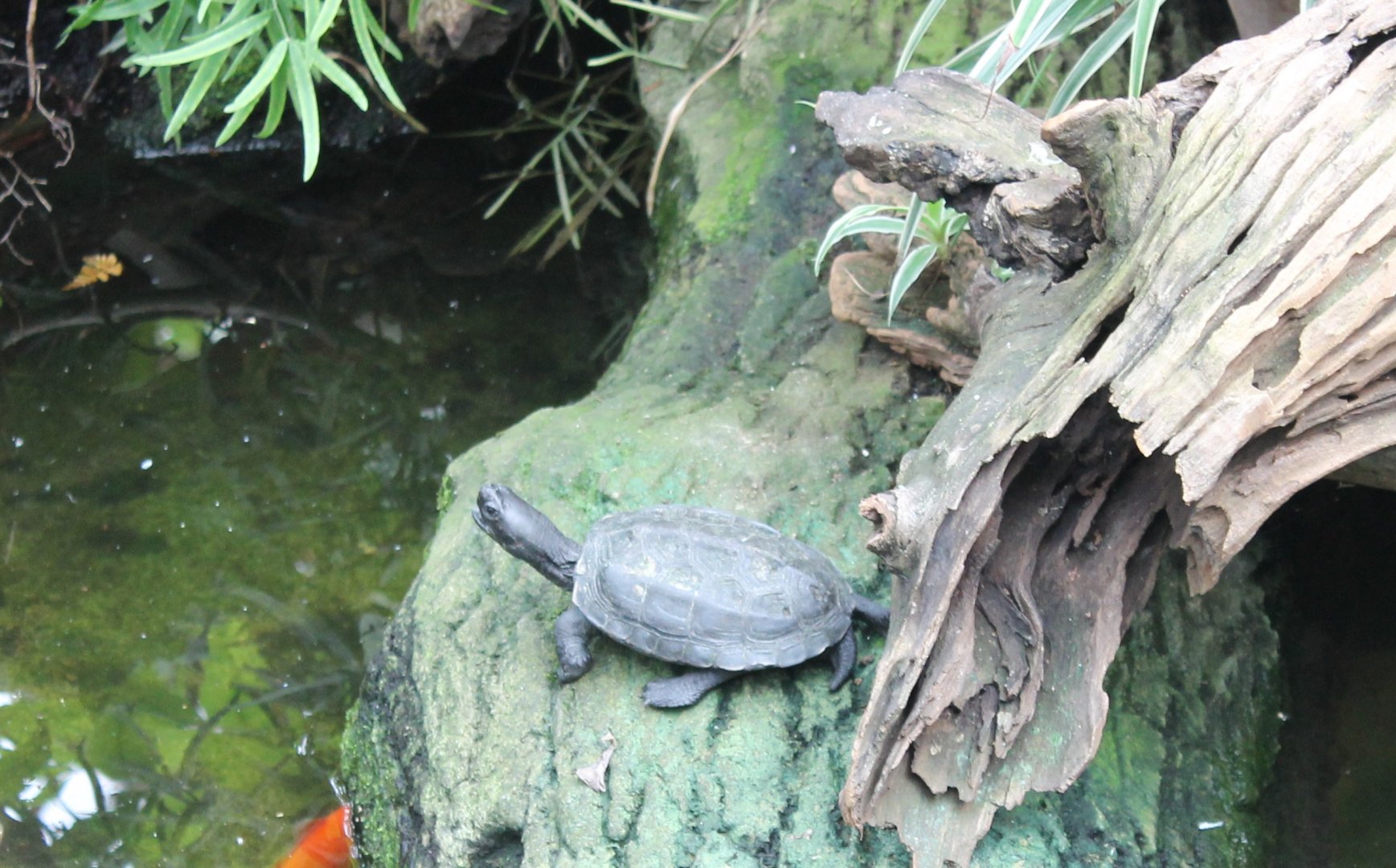Turtle