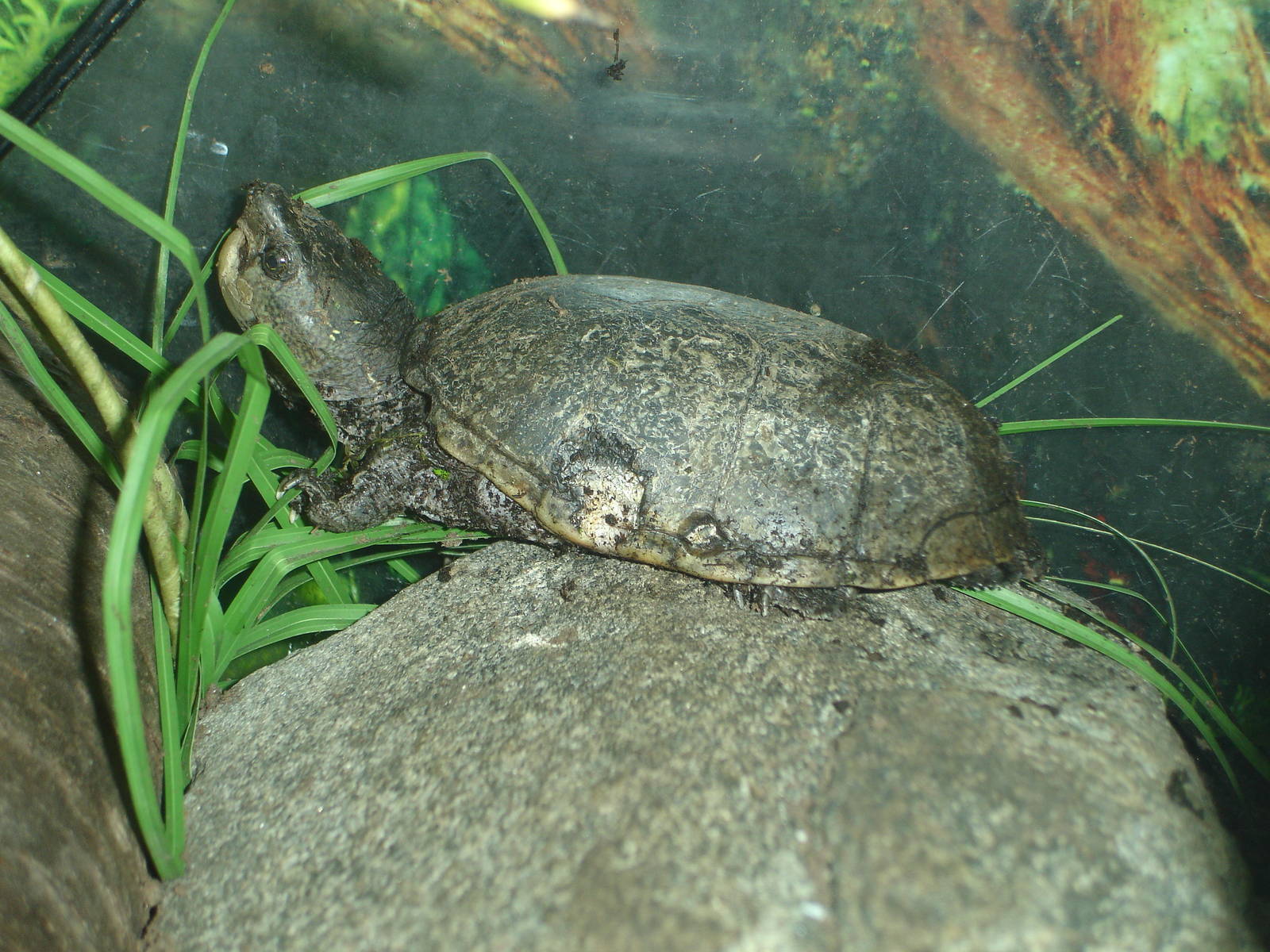 Turtle