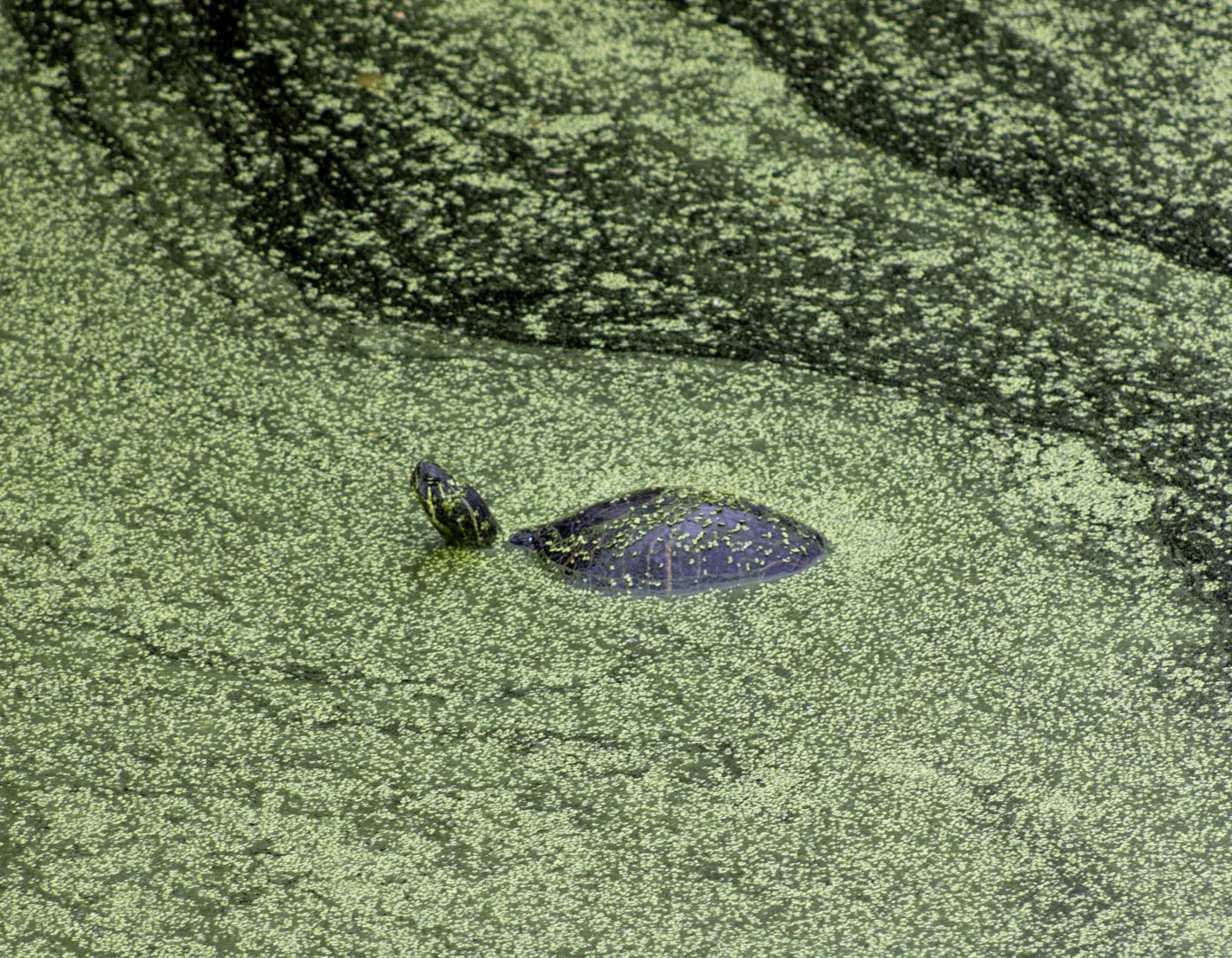 Turtle