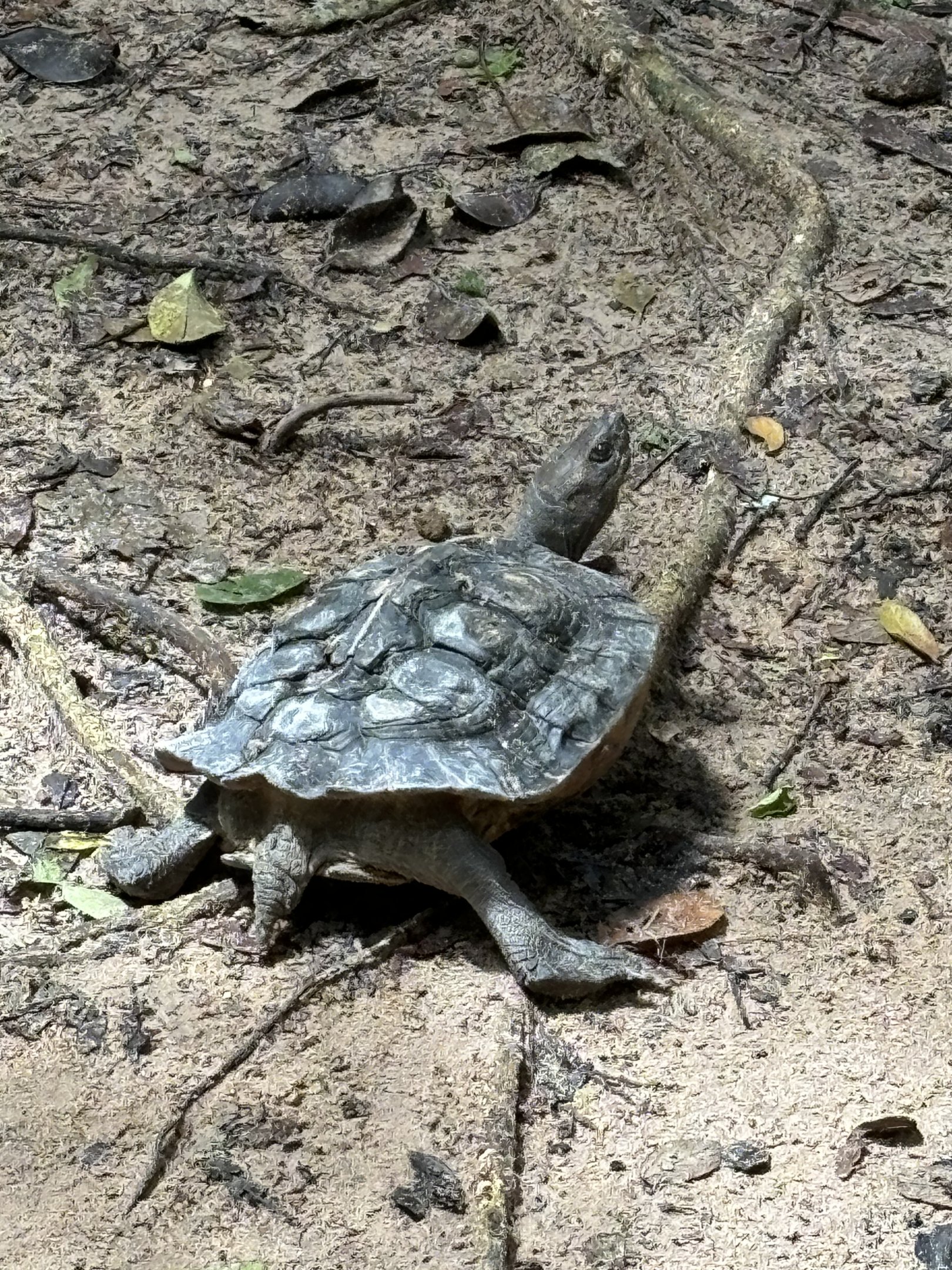 Turtle