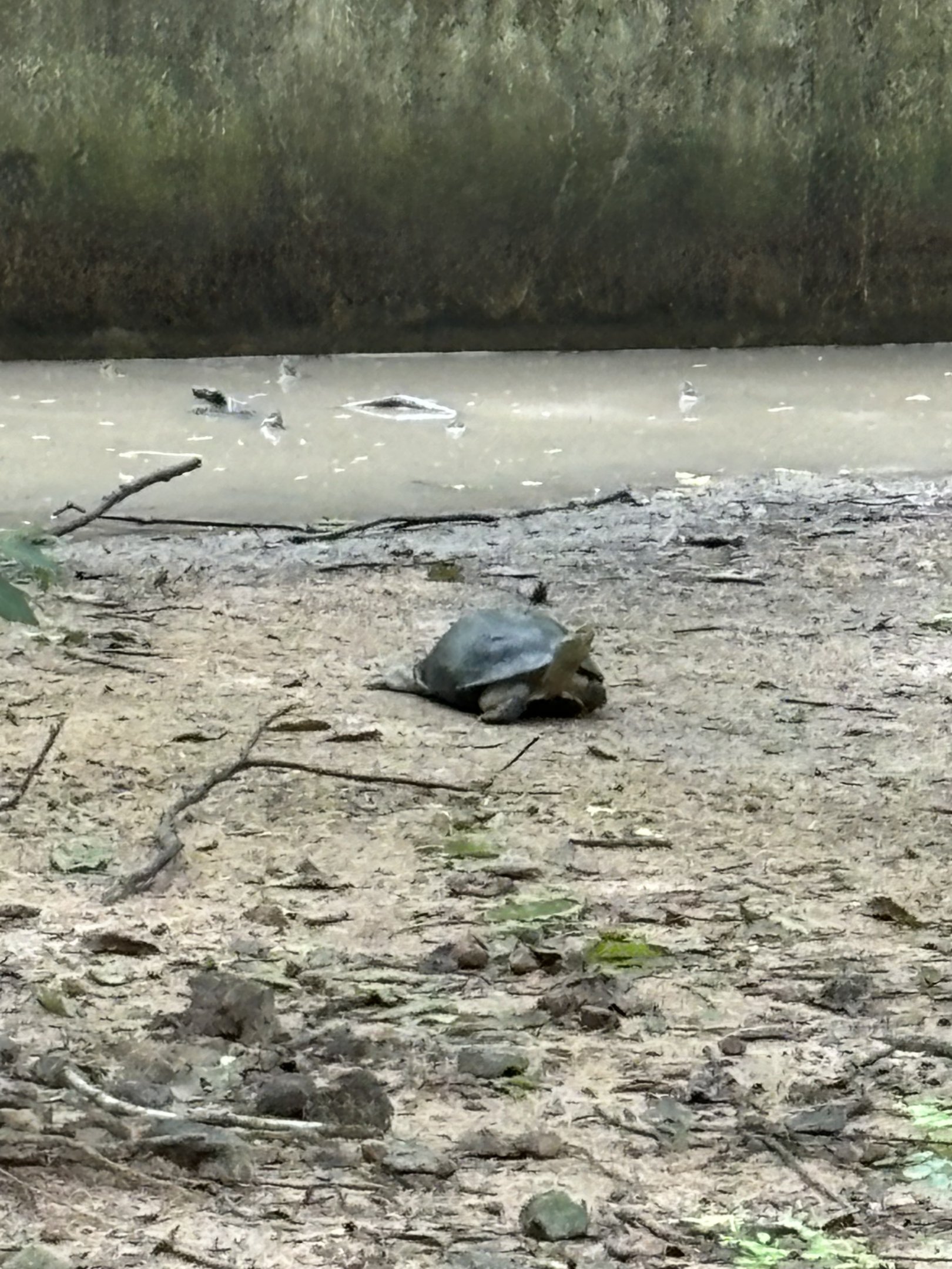 Turtle