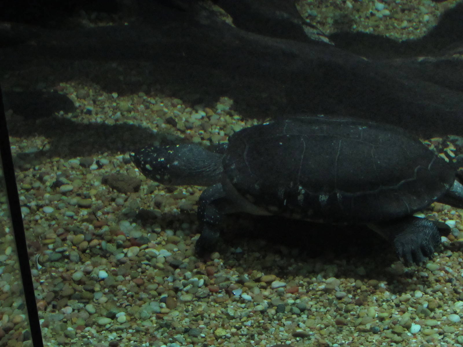 Turtle_ID