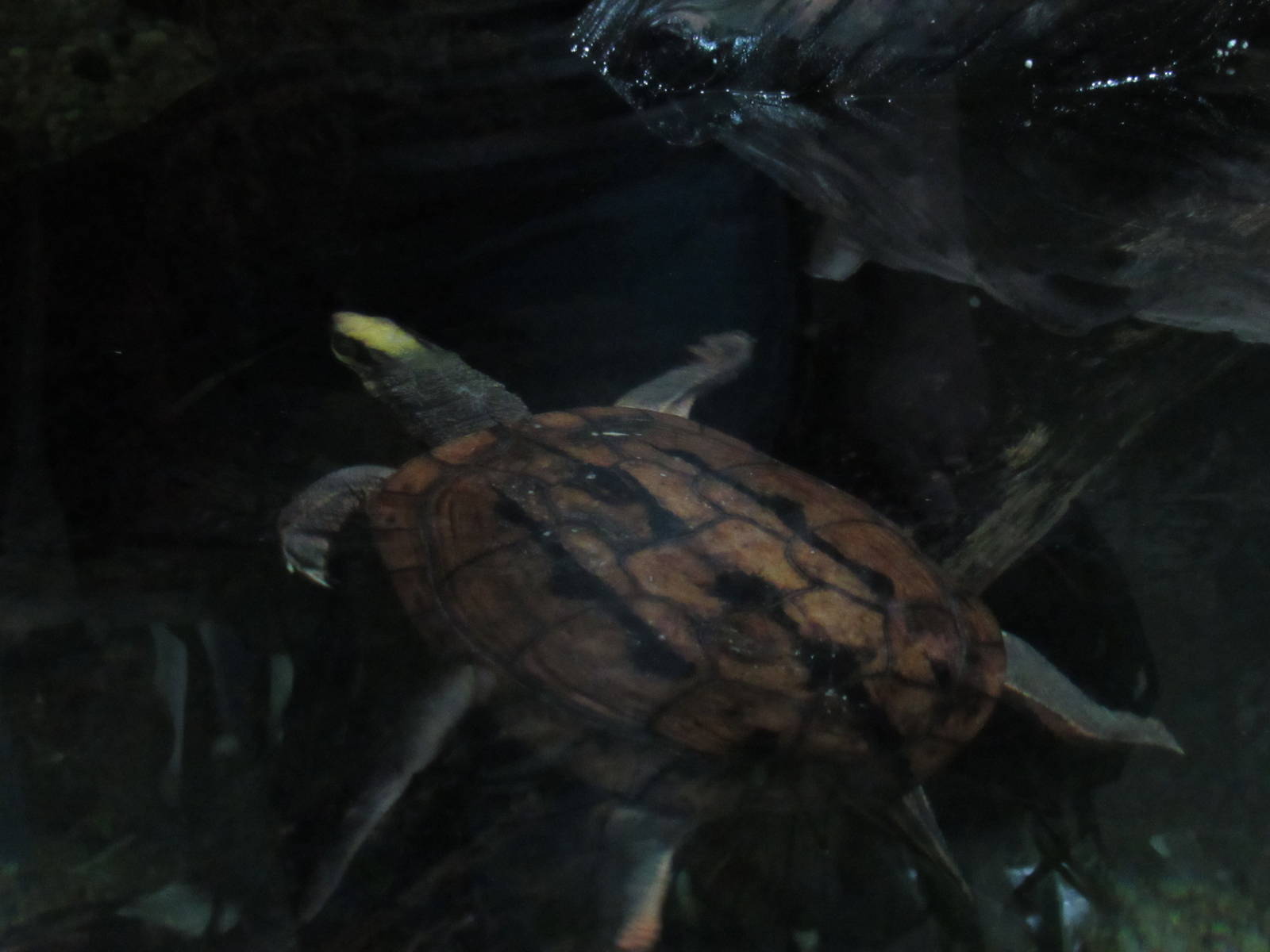Turtle_ID2