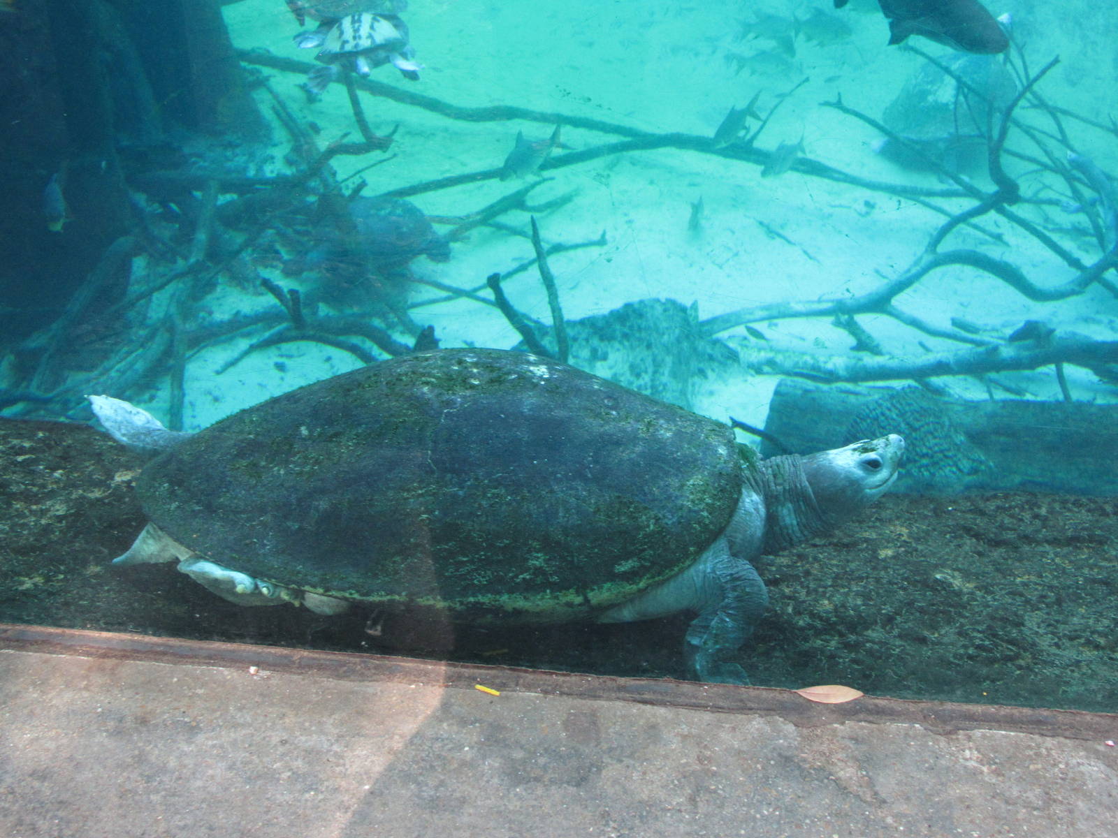 Turtle_ID4