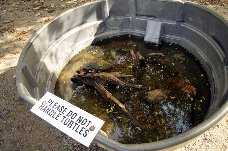 Turtlepond at Twin Vally Zoo