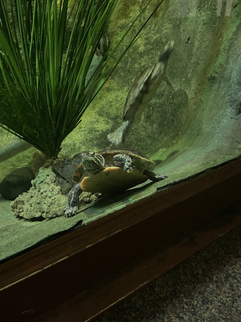 Turtles (3/17/22)