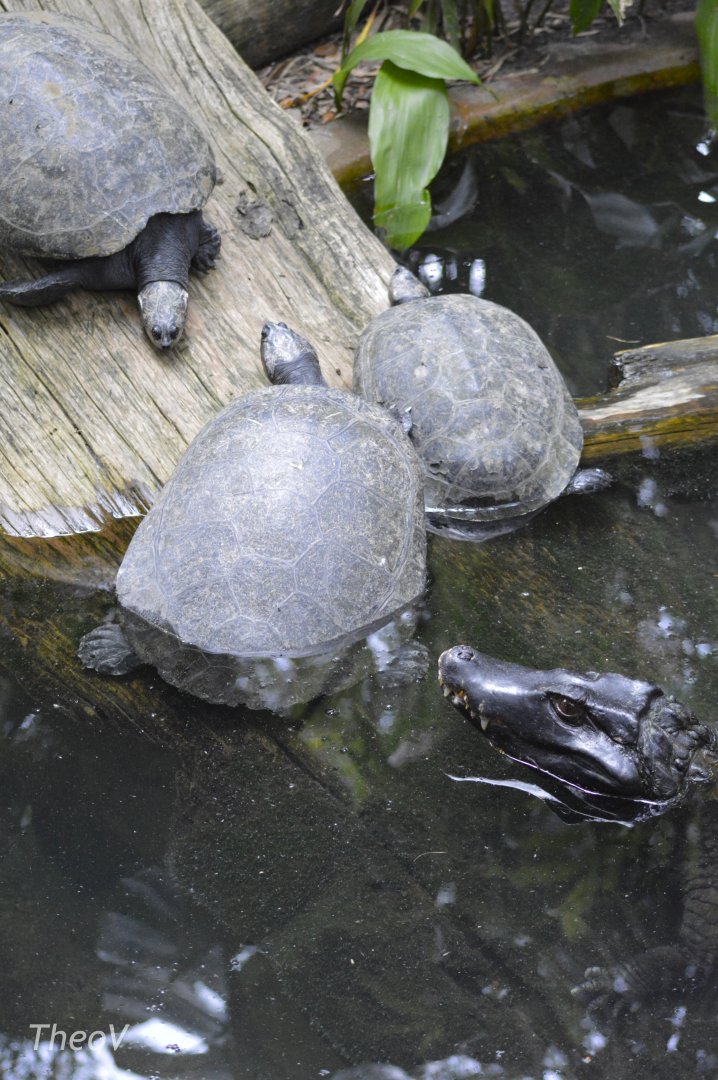Turtles and Cuvier's dwarf caiman [2017]