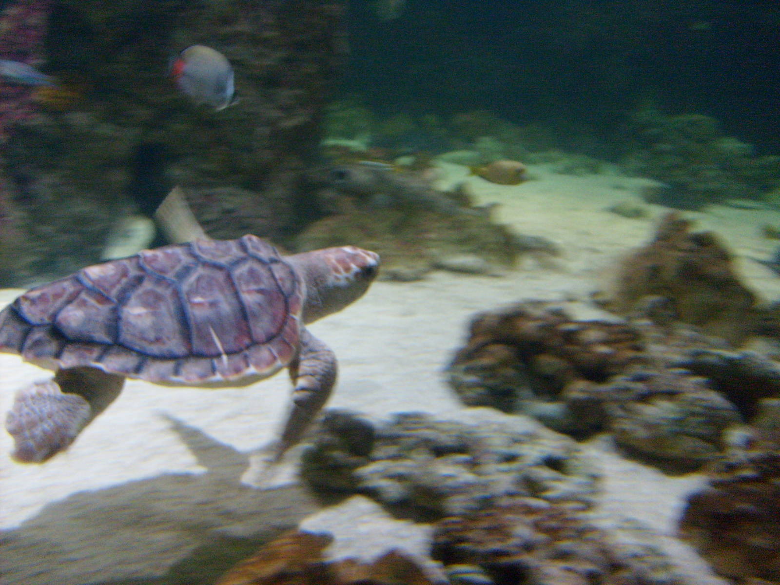 Turtles at Blue Reef Aquarium Newquay