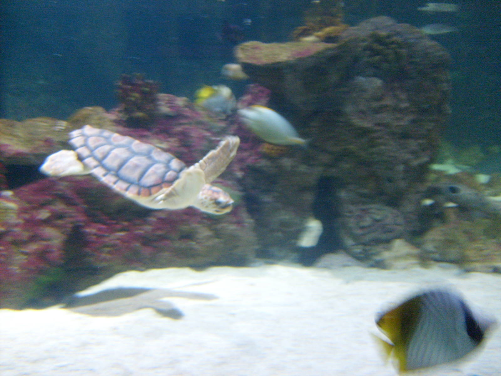 Turtles at Blue Reef Aquarium Newquay