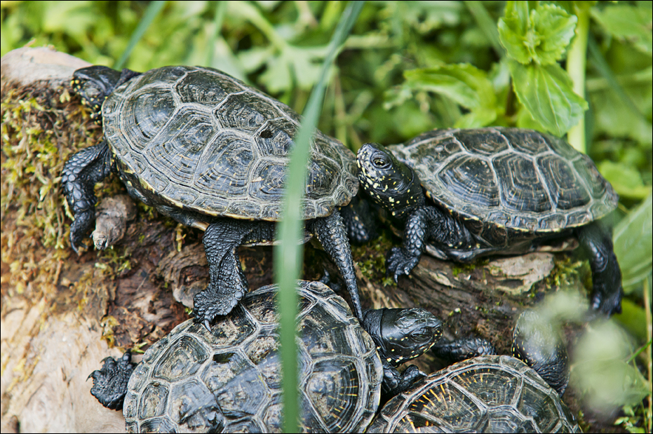 Turtles at Hellabrunn, München