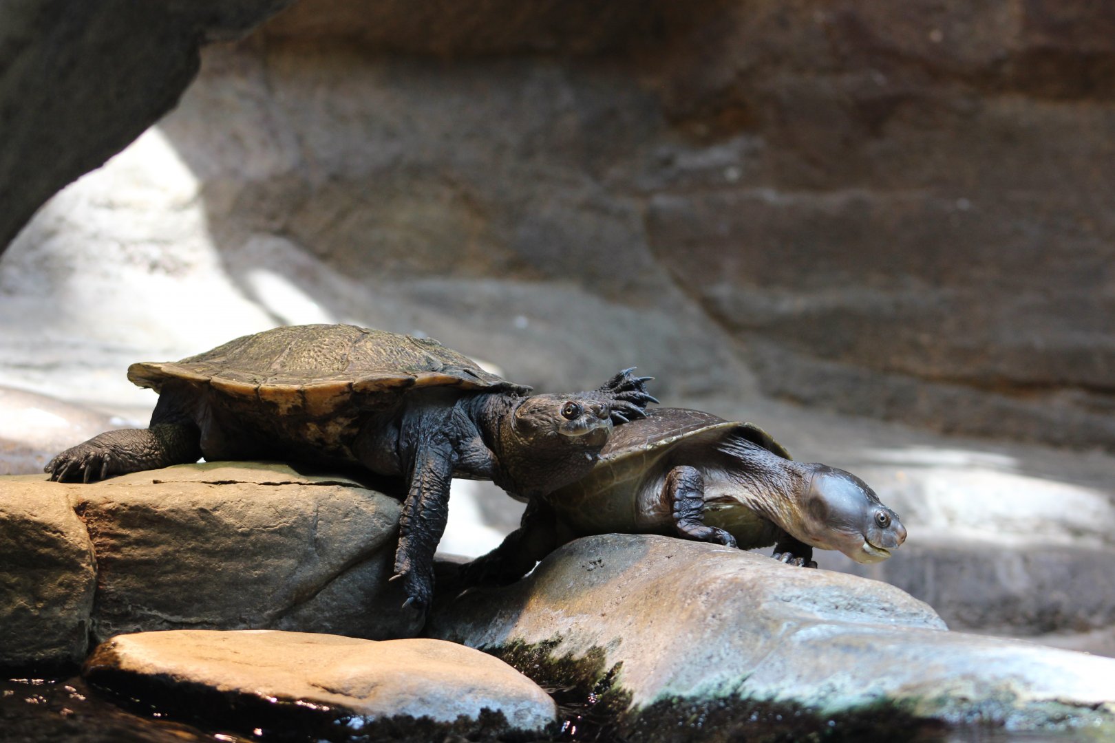 Turtles at the National Aquarium - June 2019
