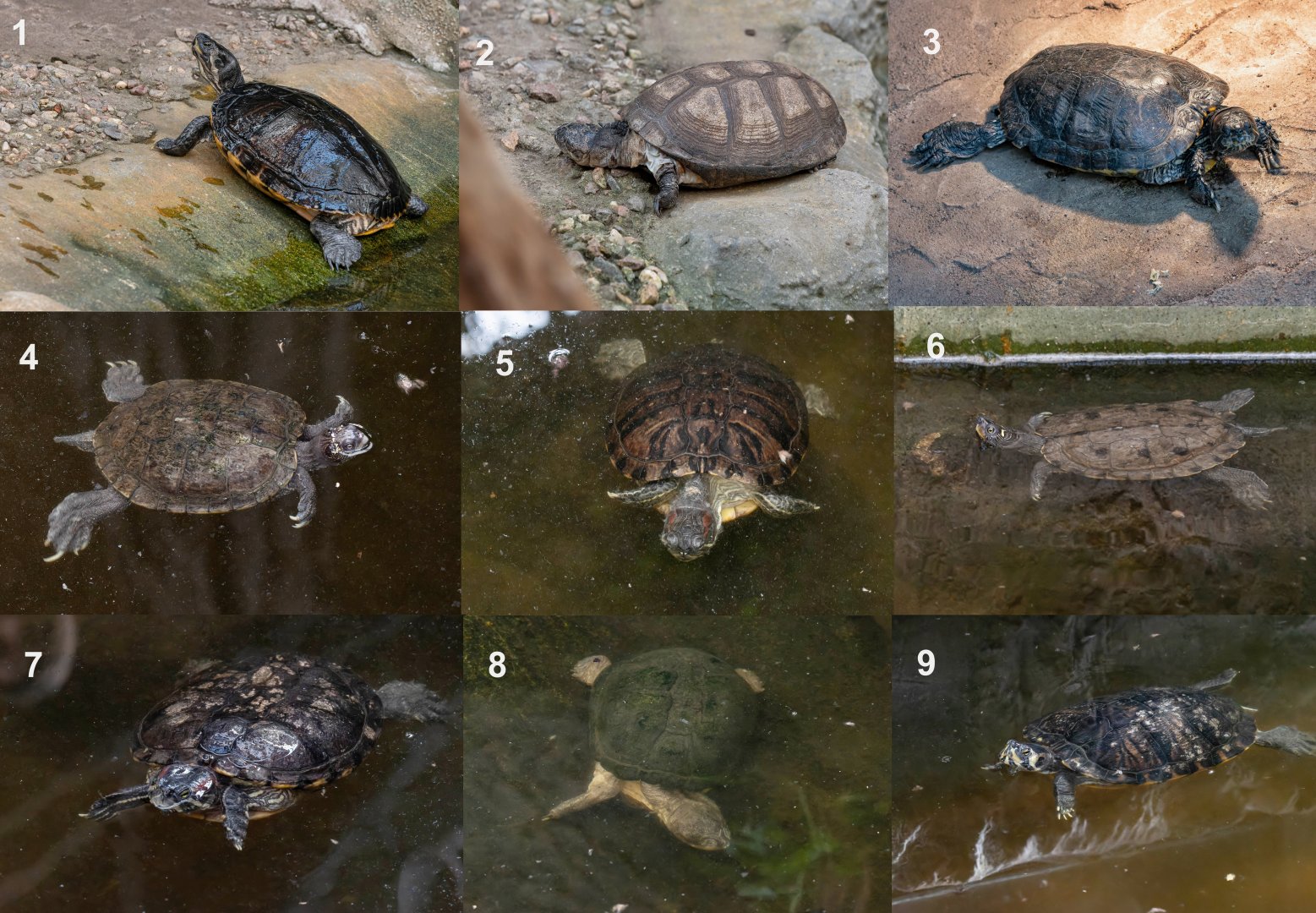Turtles ID - Zoo Wroclaw