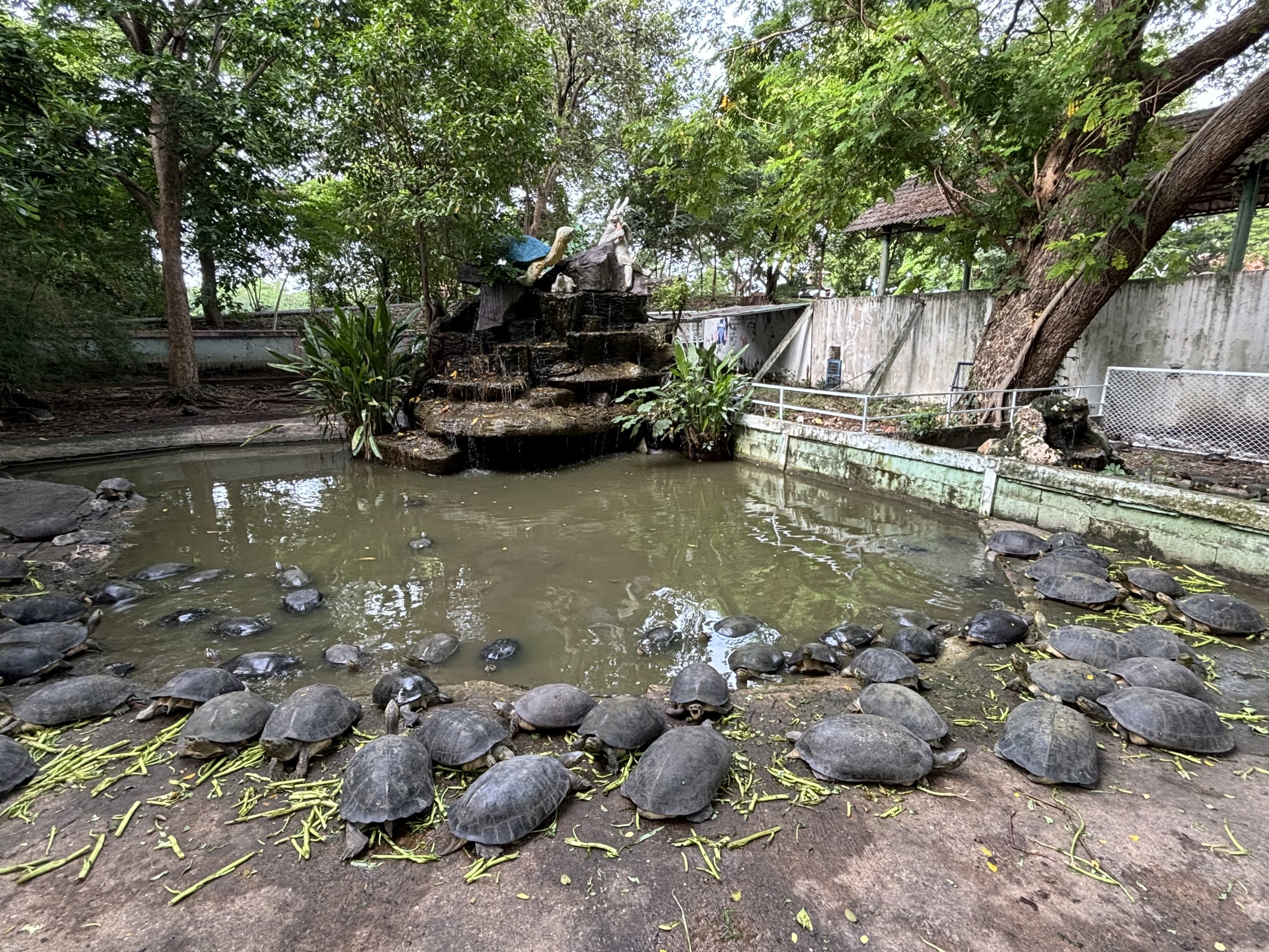 Turtles!! - Lopburi Zoo