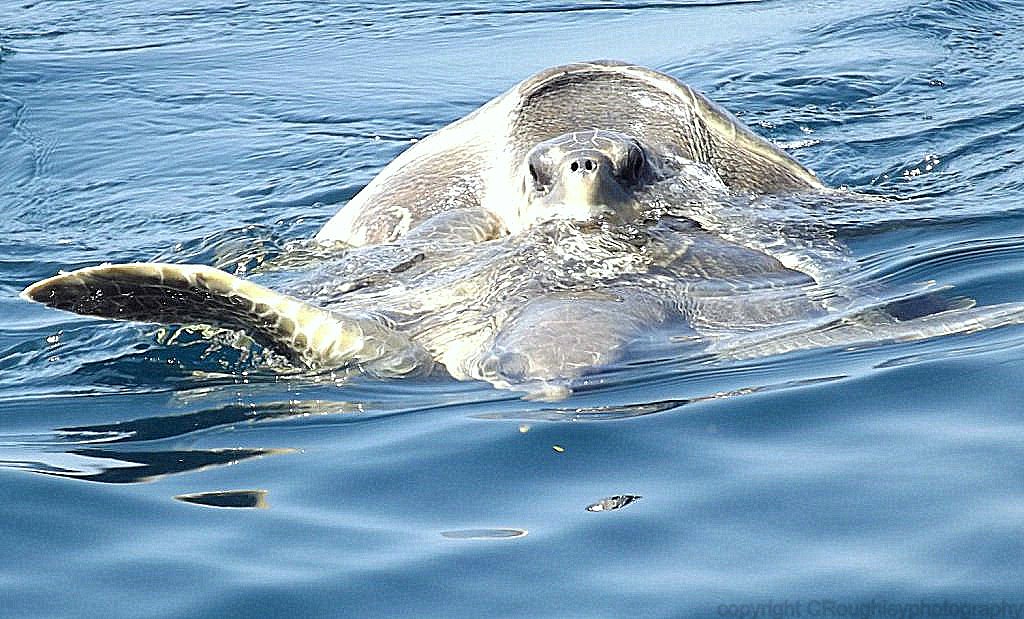 Turtles mating
