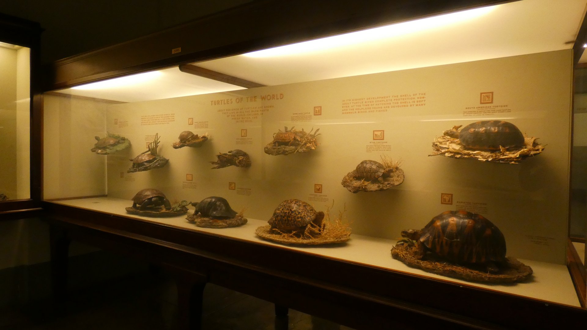 Turtles of the World - Feb. 2022