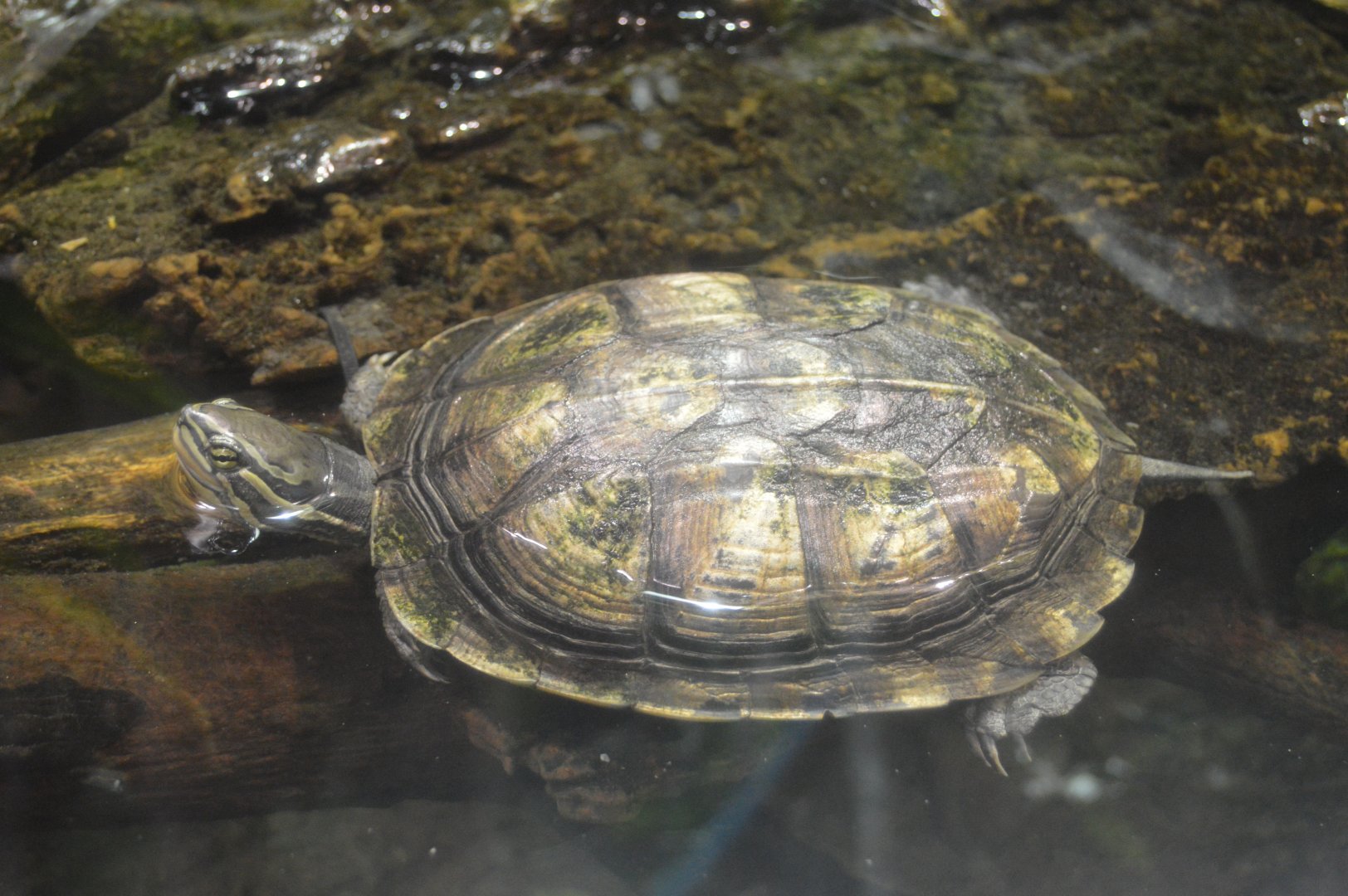 Turtles of the World - Vietnamese Pond Turtle