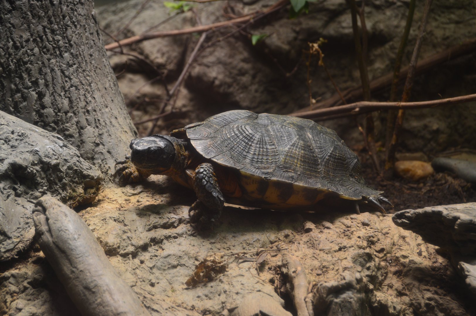 Turtles of the World - Wood Turtle