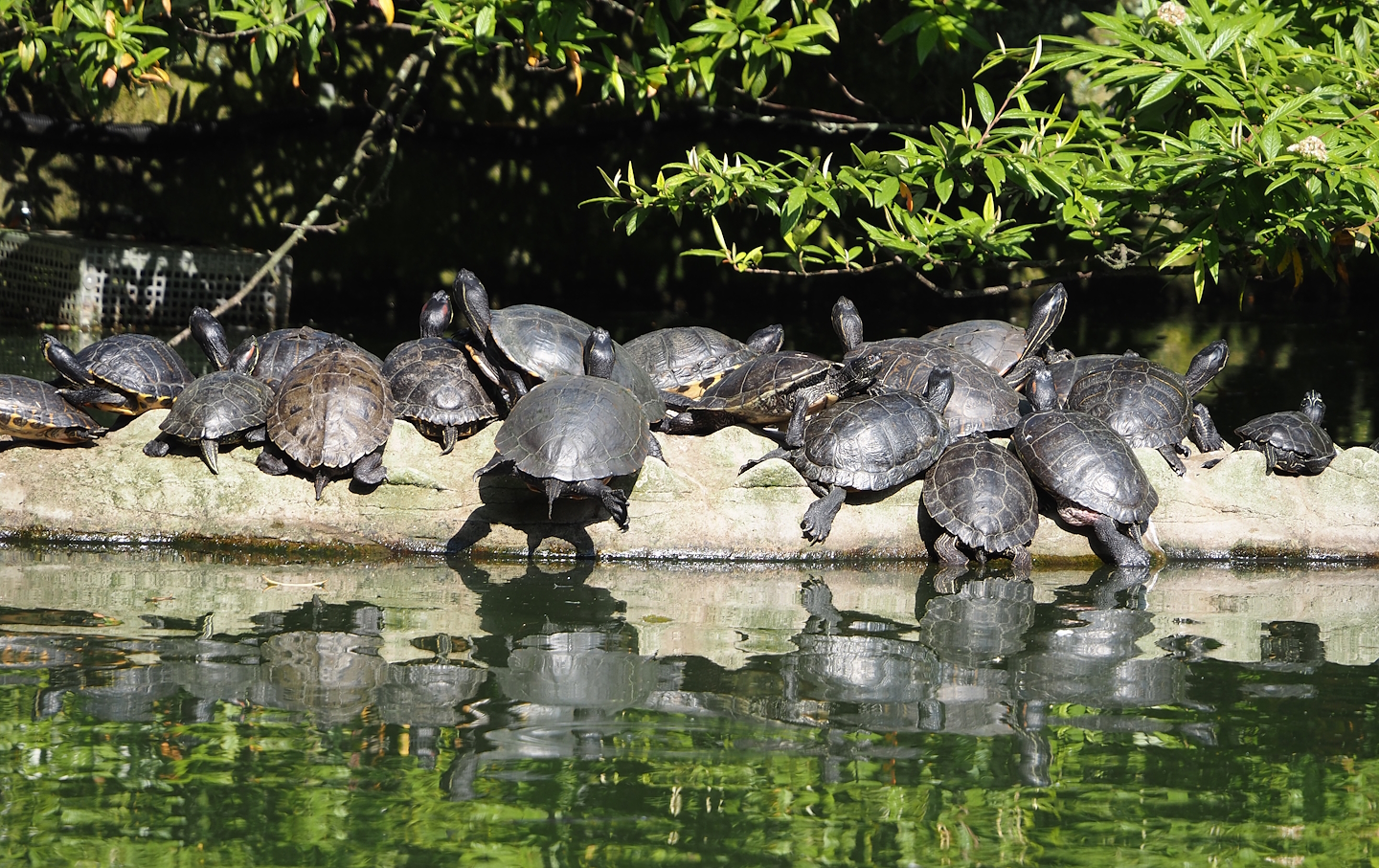 Turtles on a crocodile statue, 2024-06-08