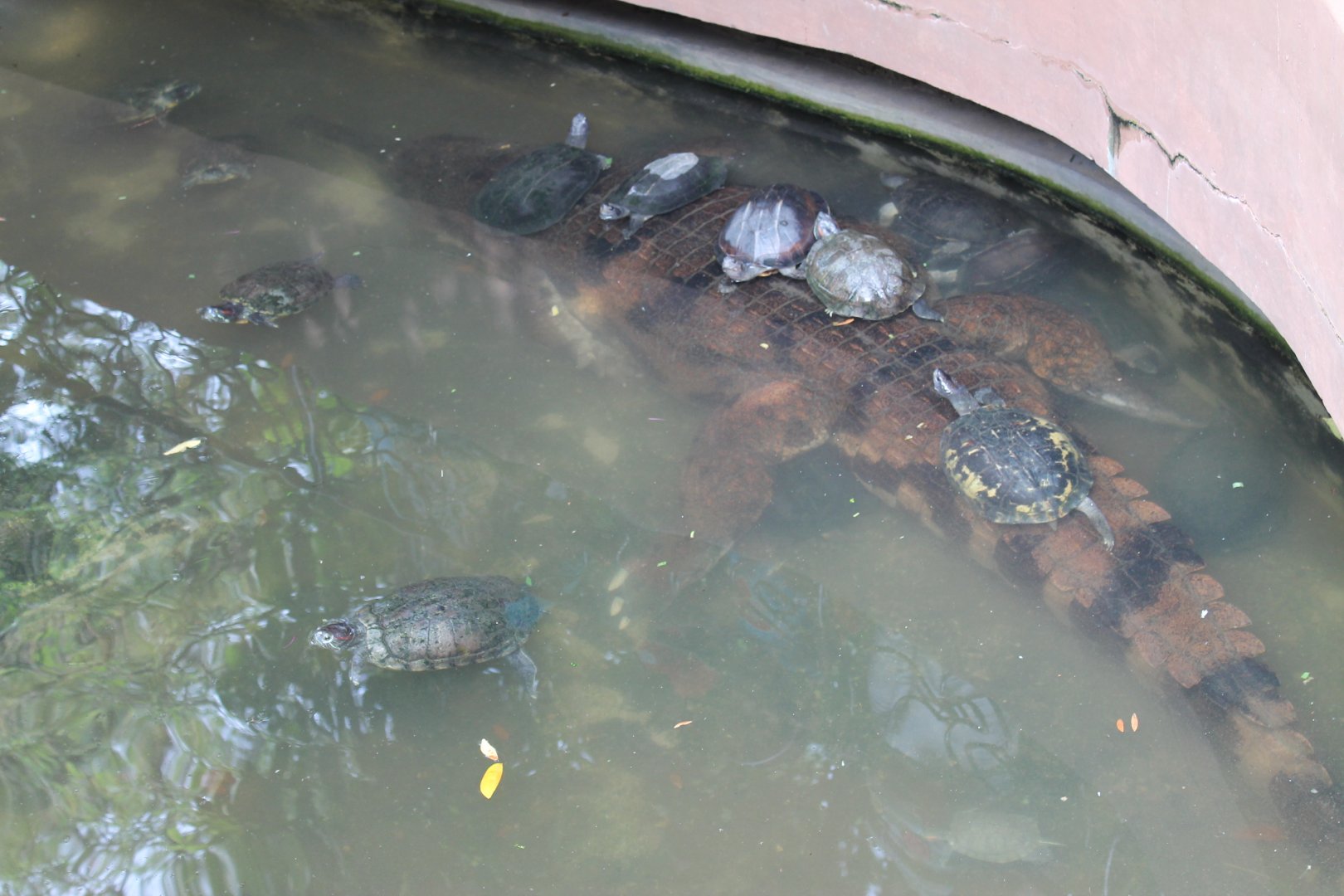 turtles on a false gharial (er, a real False Gharial)