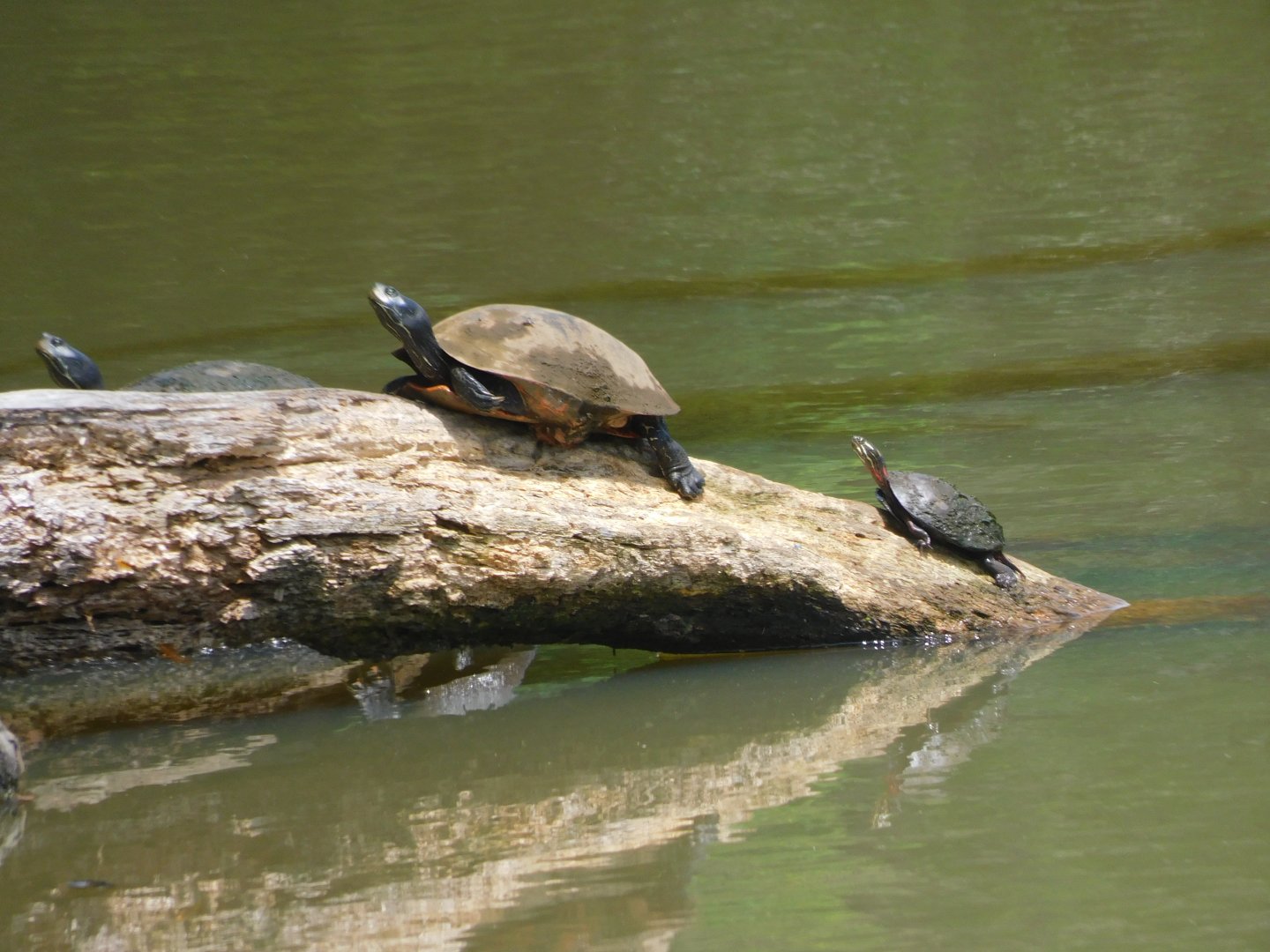 Turtles on a log