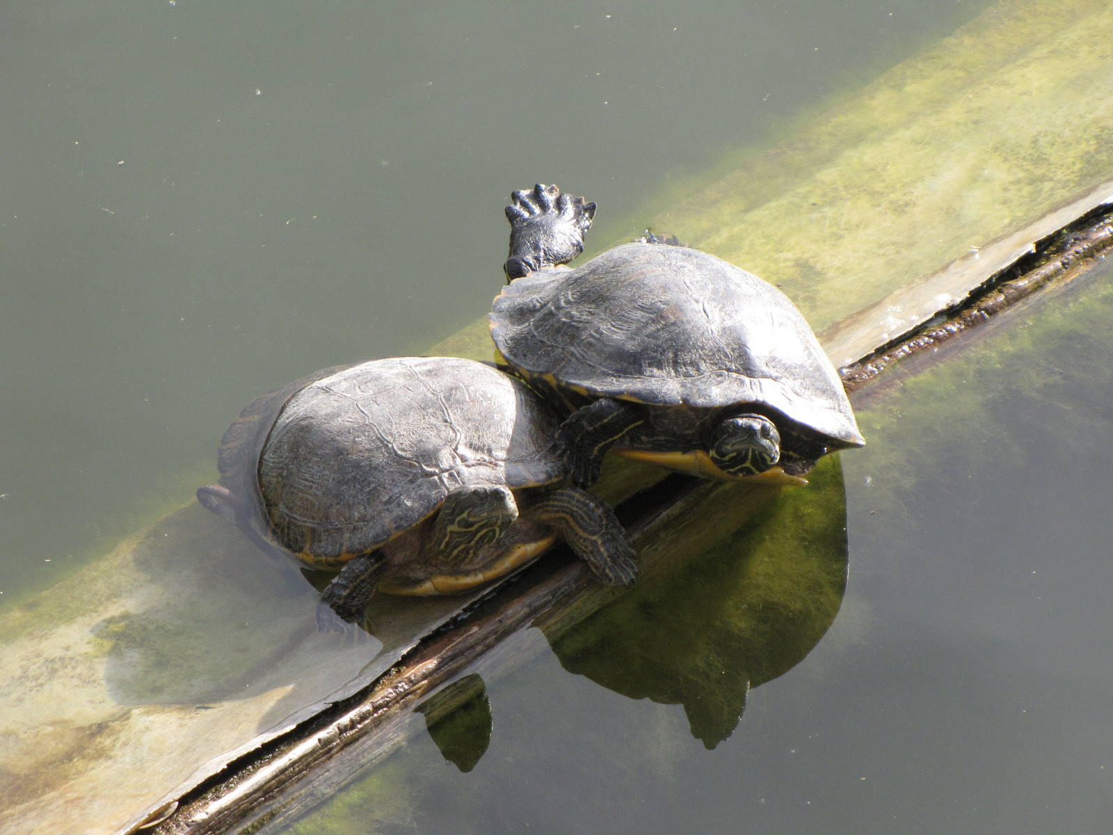 Turtles Sunning Themselves