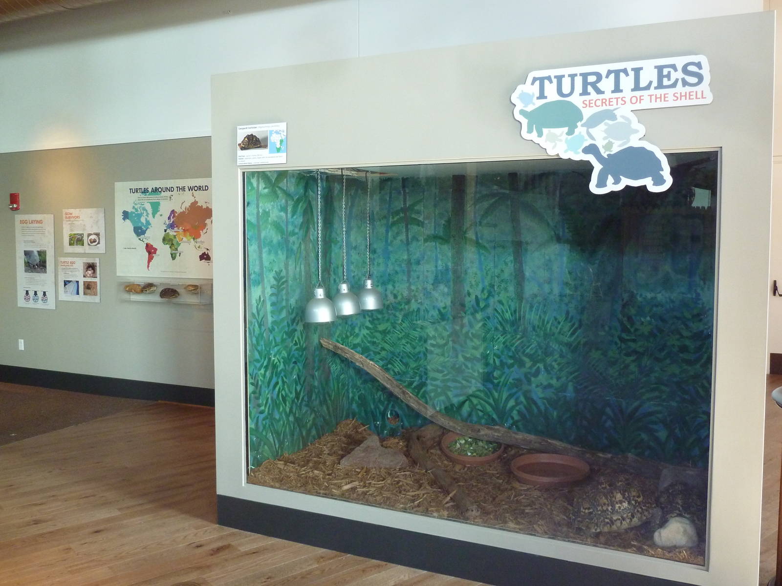 Turtles - Temporary Exhibit Gallery (74 Species)