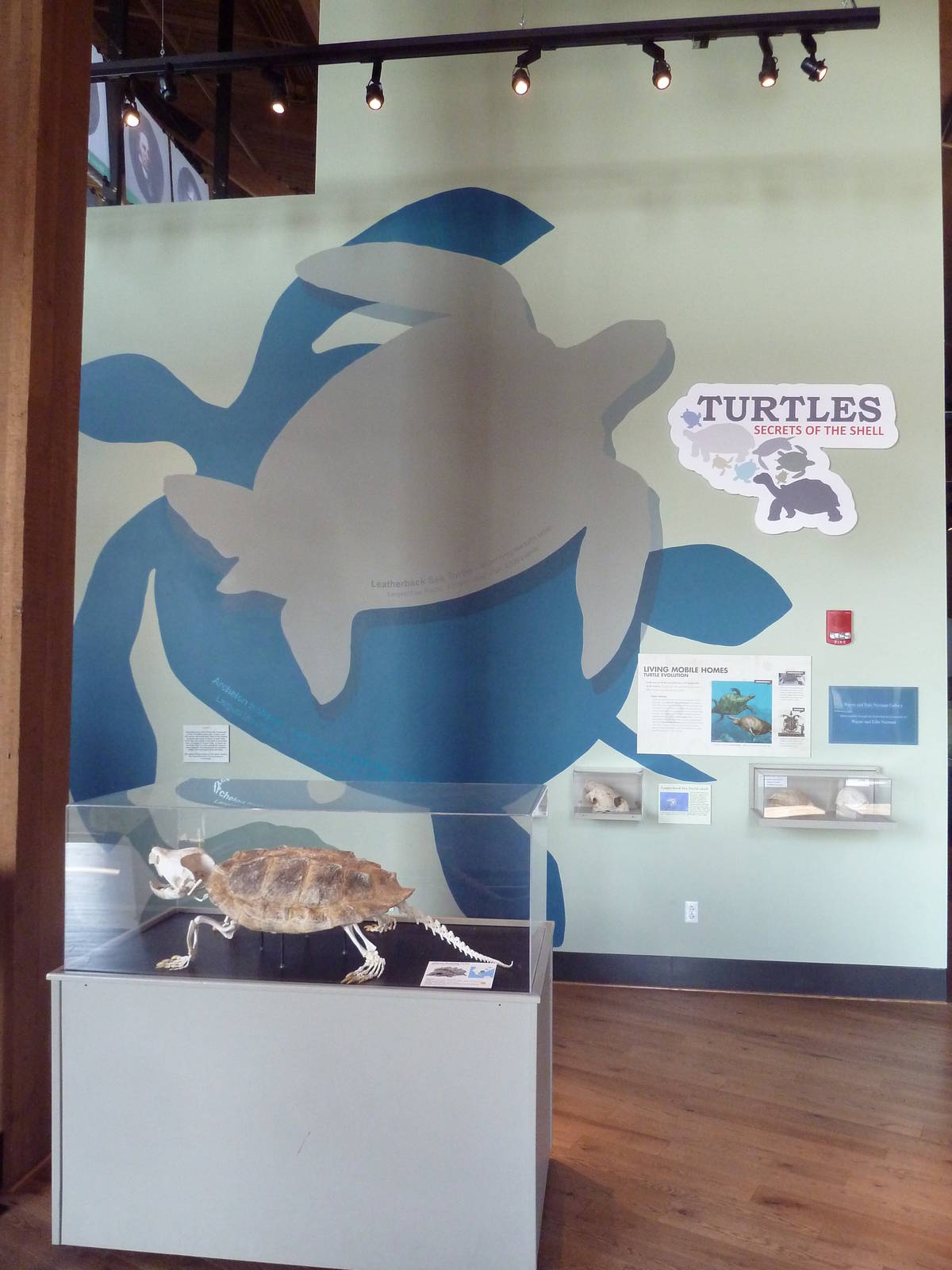 Turtles - Temporary Exhibit Gallery (74 Species)