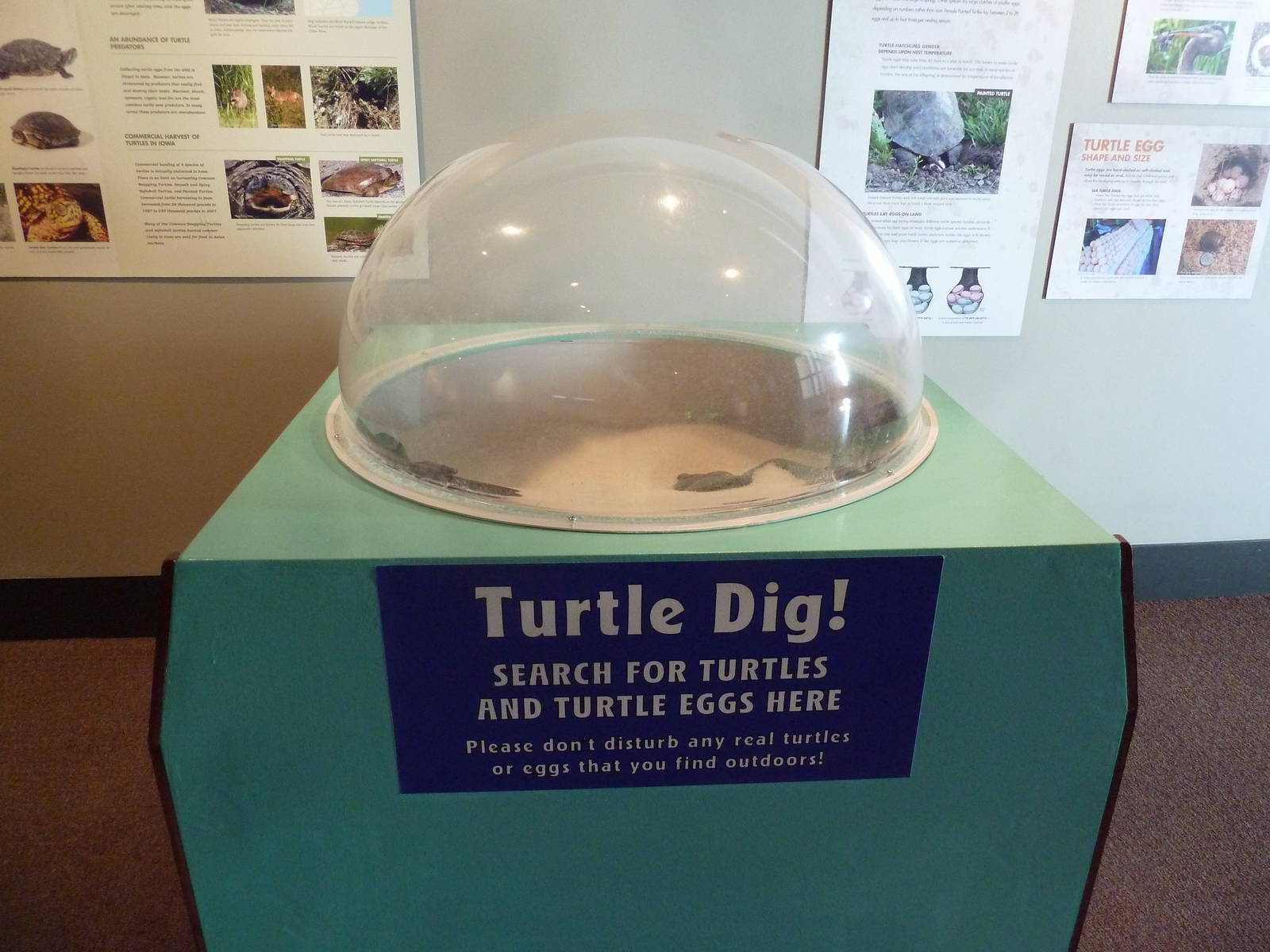 Turtles - Temporary Exhibit Gallery (74 Species)