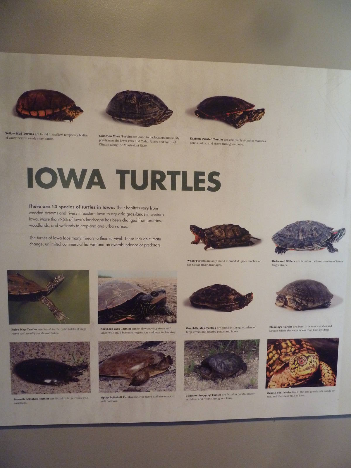 Turtles - Temporary Exhibit Gallery (74 Species)