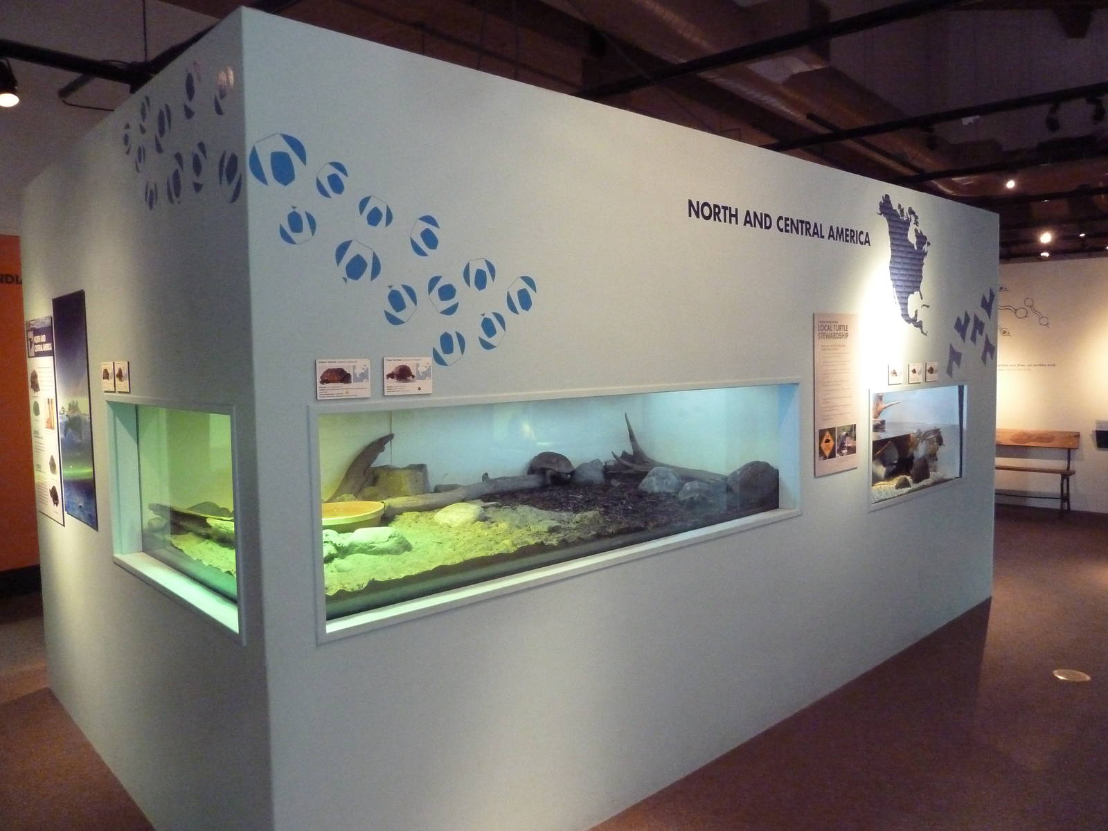 Turtles - Temporary Exhibit Gallery (74 Species)