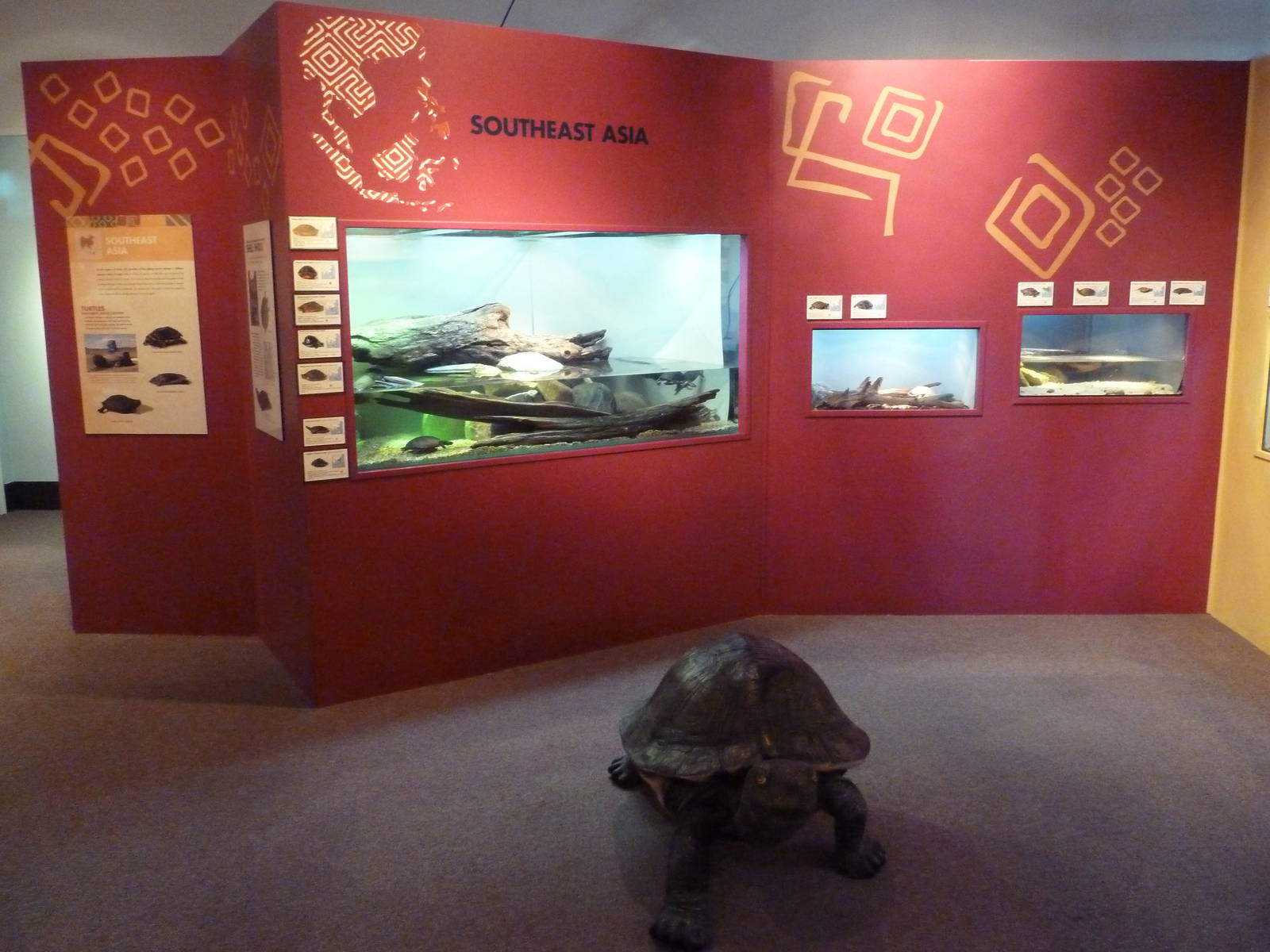 Turtles - Temporary Exhibit Gallery (74 Species)