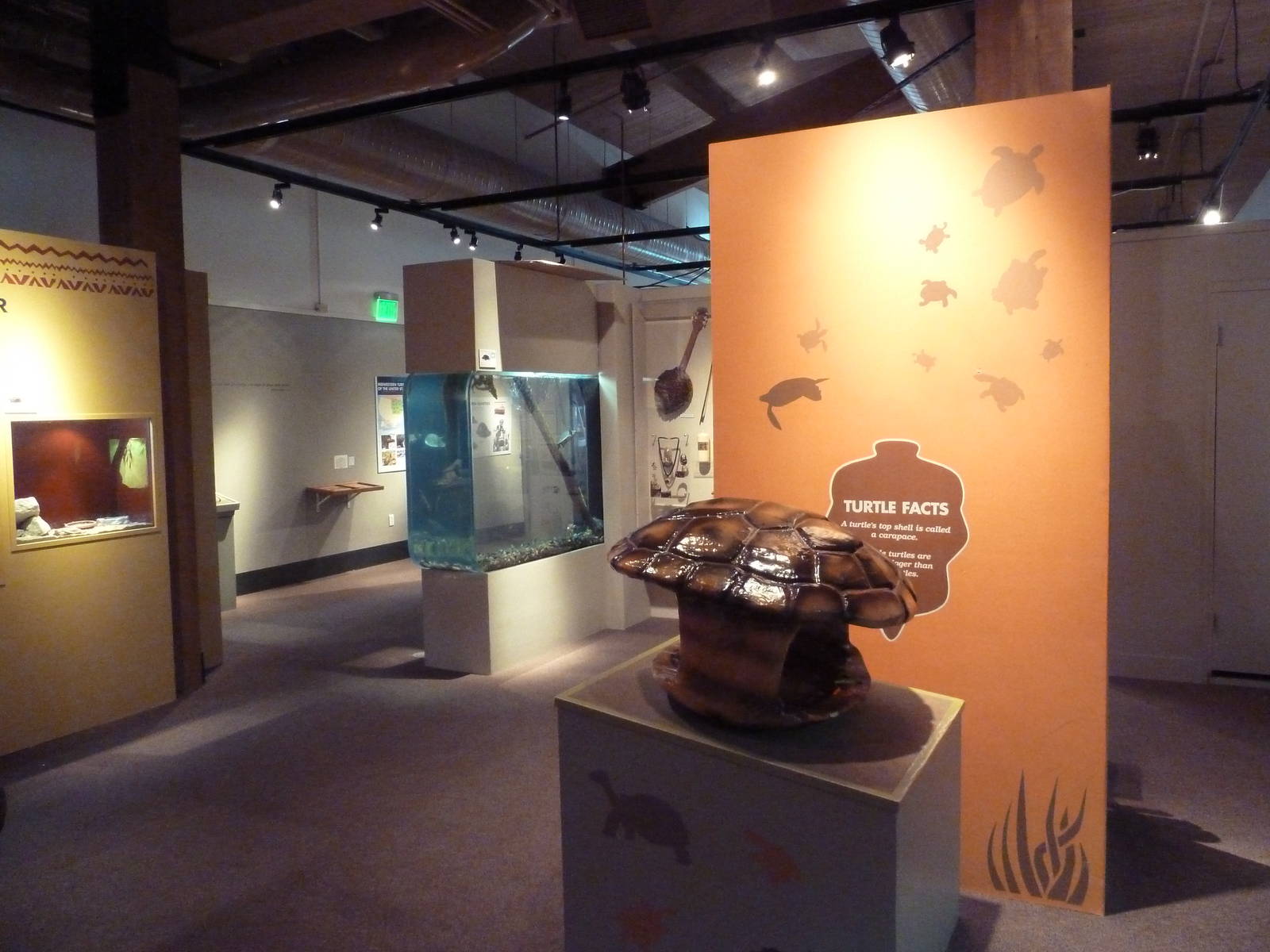 Turtles - Temporary Exhibit Gallery (74 Species)