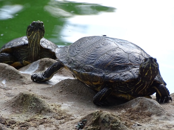 Turtles @ Zoo Duisburg