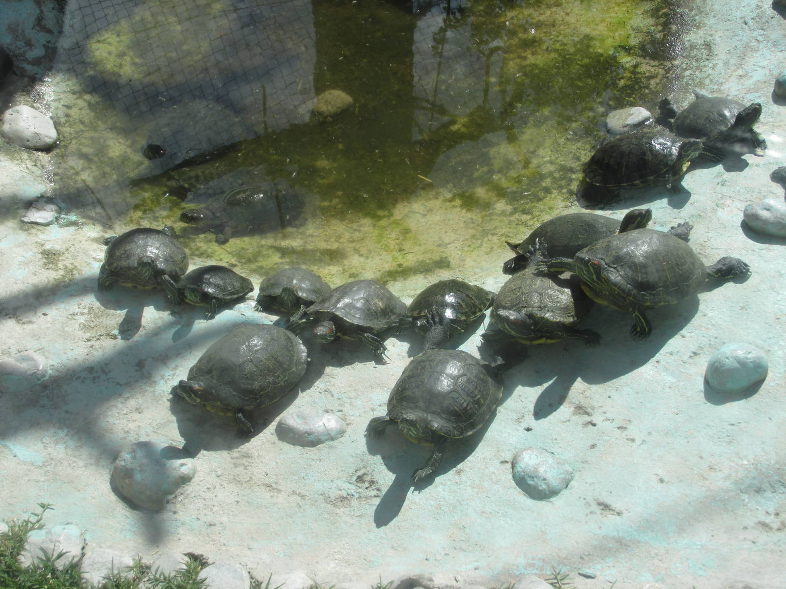 turtles zoologico del altiplano