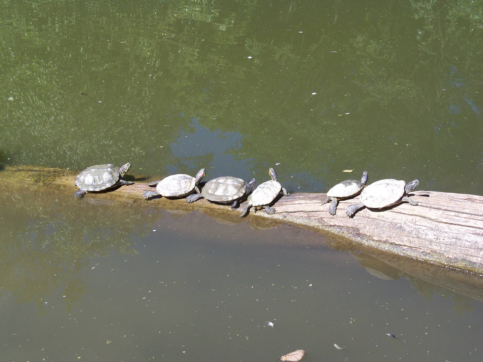 Turtles