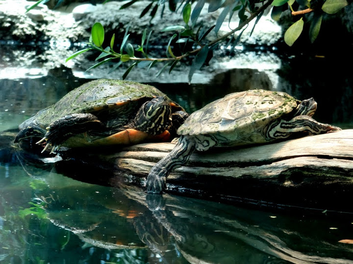 Turtles
