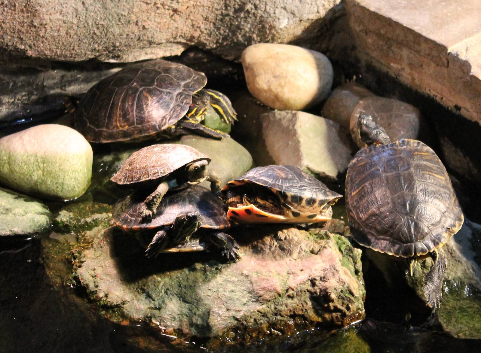 Turtles