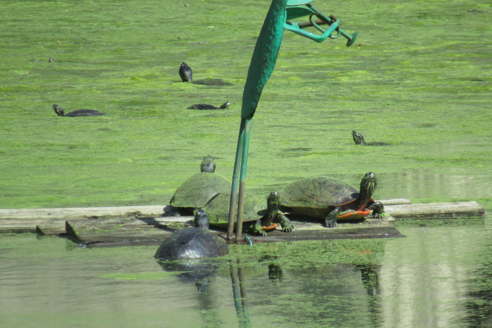 turtles