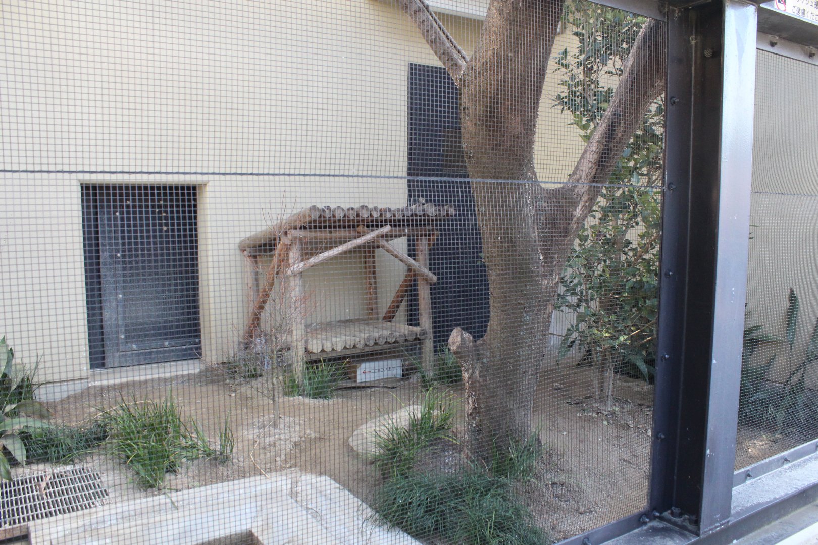 Tushima leopard cat exhibit