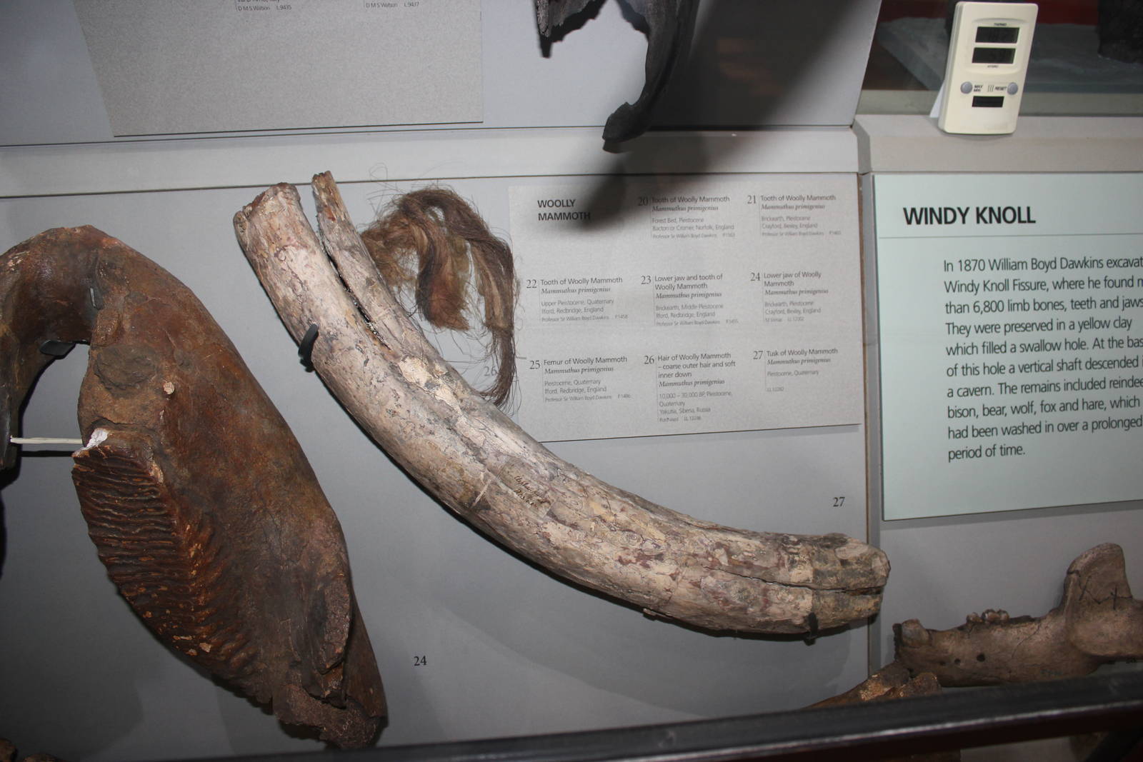 Tusk and fur of Woolly mammoth