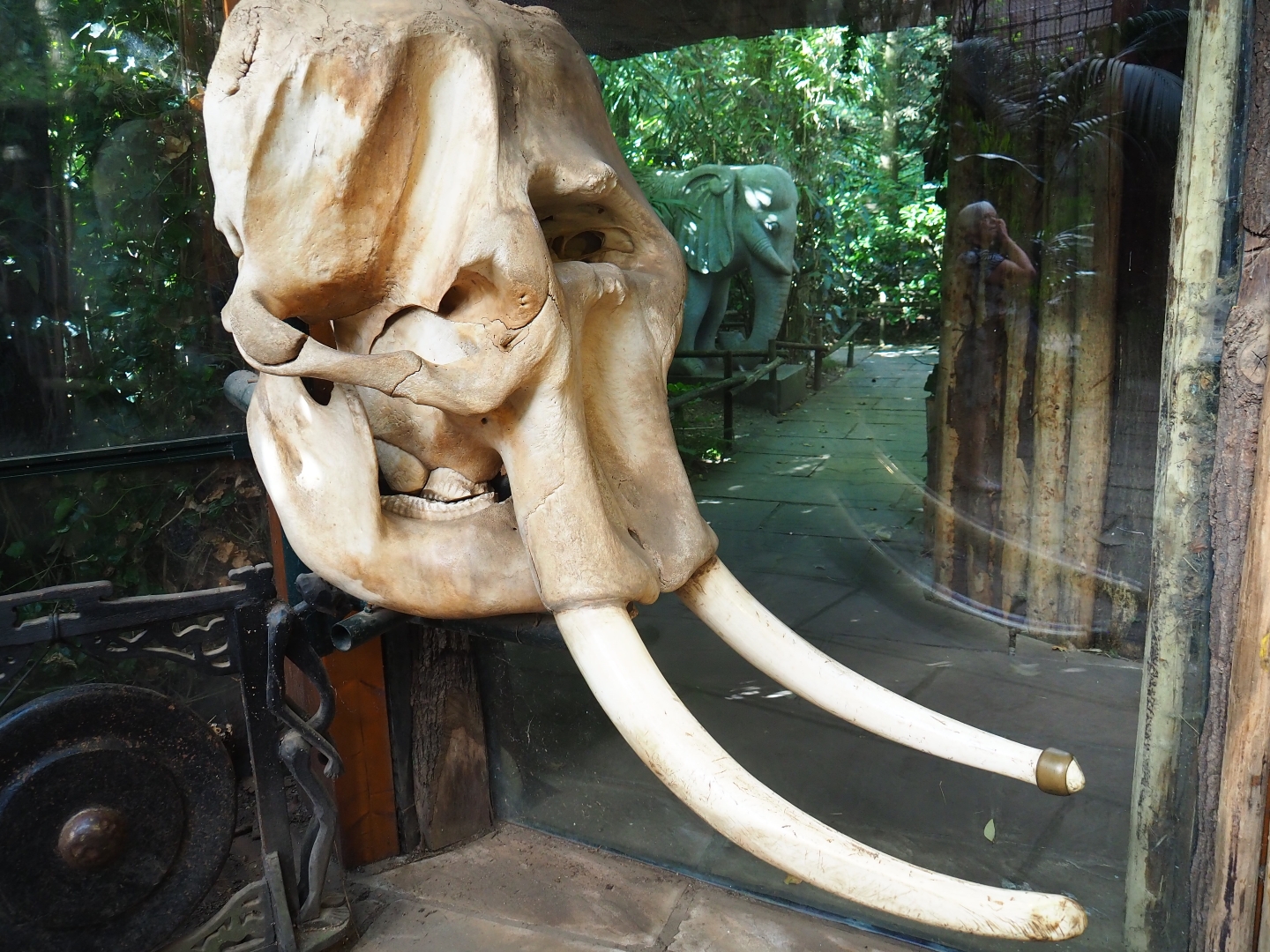 Tusker bull elephant skull