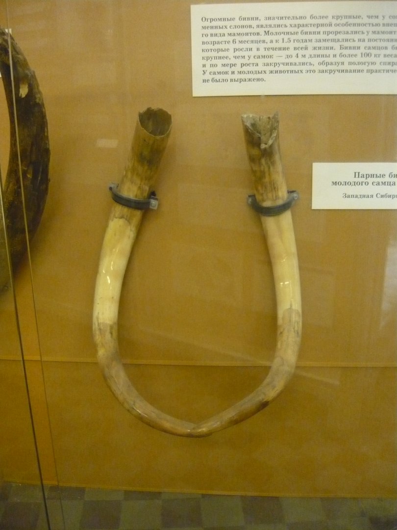 Tusks of a young male Woolly mammoth