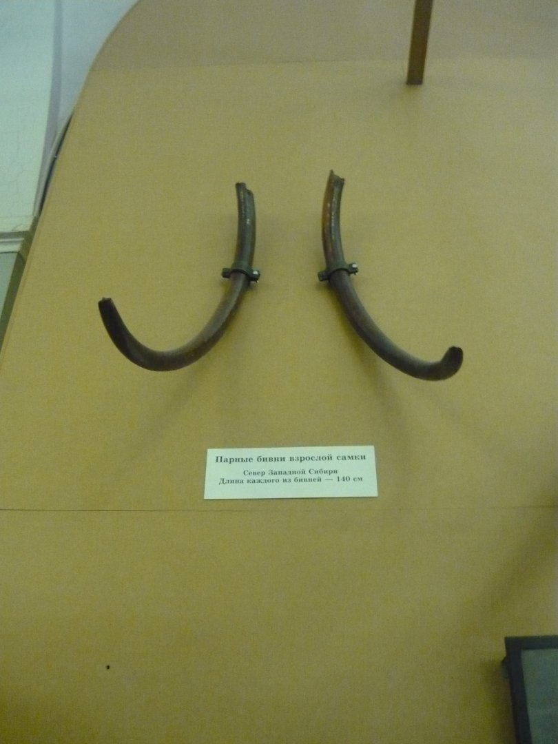 Tusks of an adult female Wolly mammoth