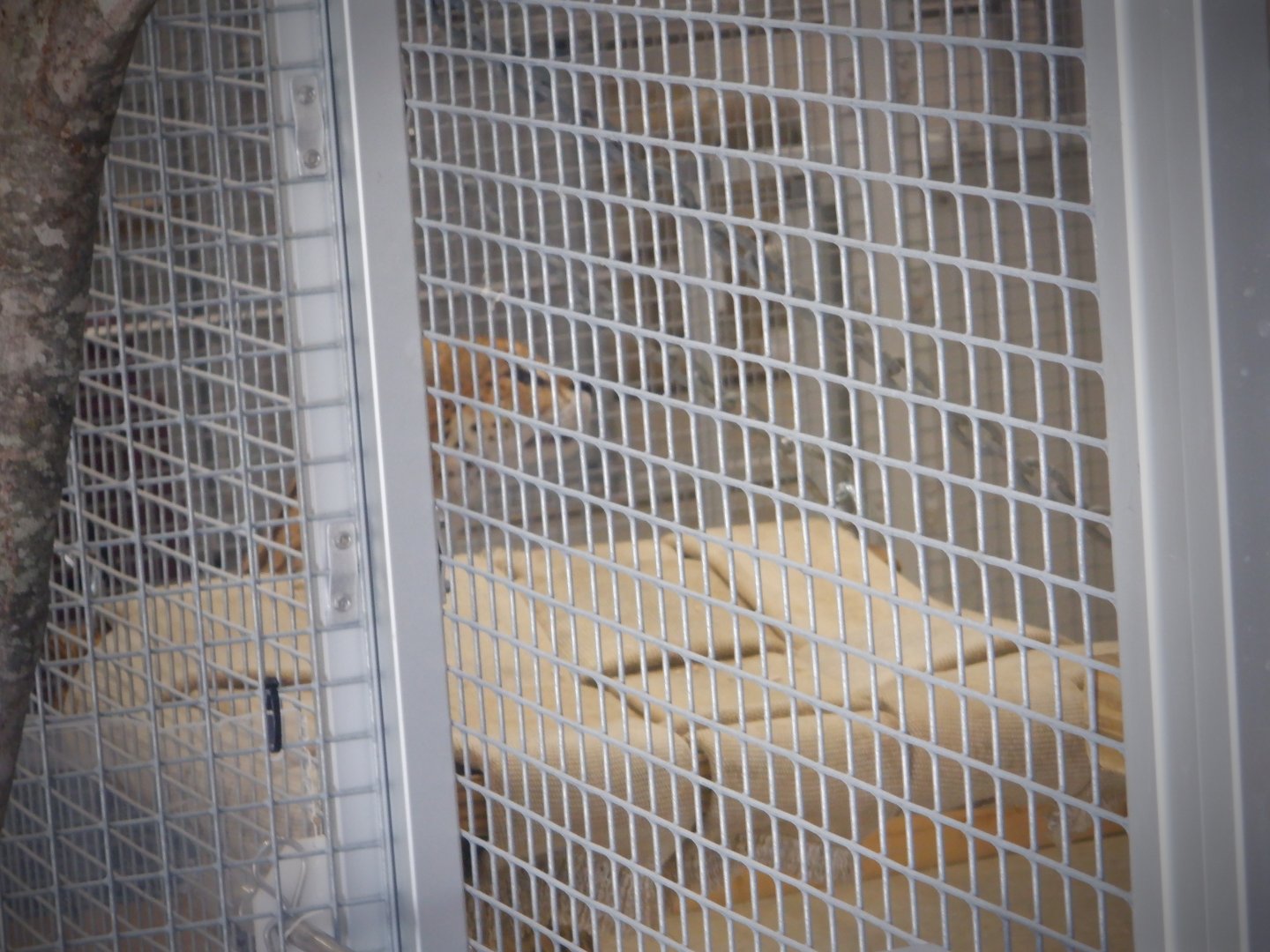 Tut the Serval at the Greensboro Science Center