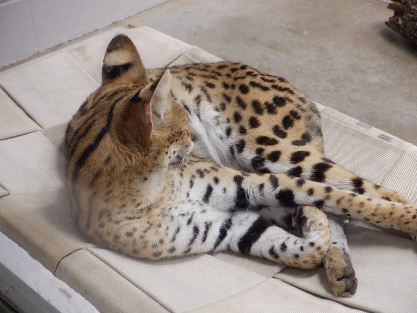 Tut the Serval at the Greensboro Science Center
