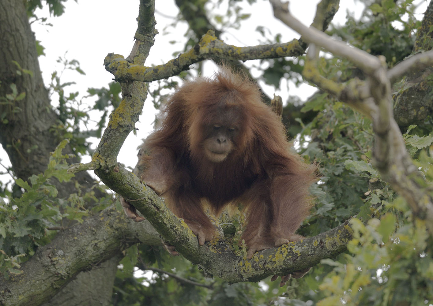 Tuti in the oak tree (looking down)