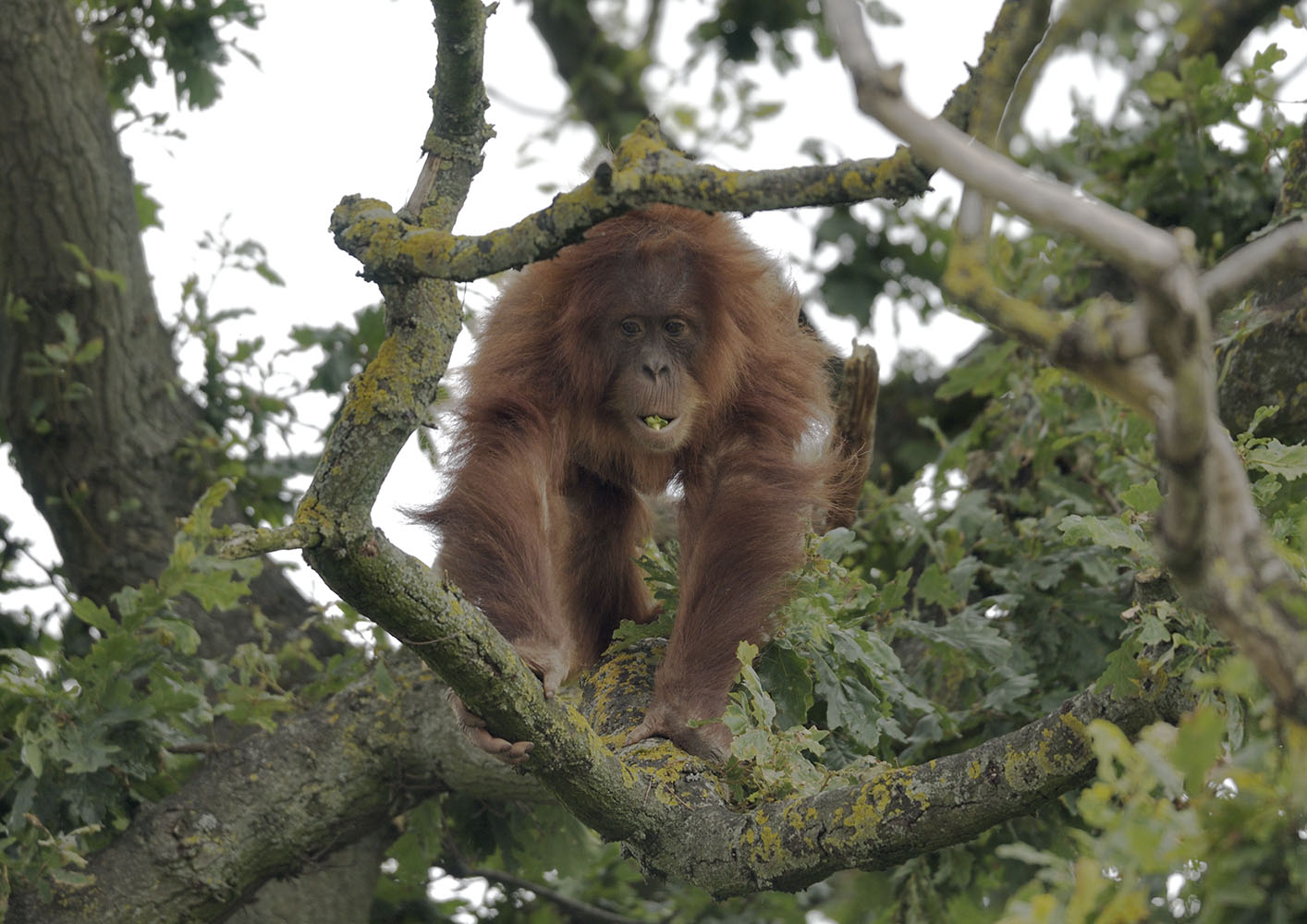Tuti in the oak tree